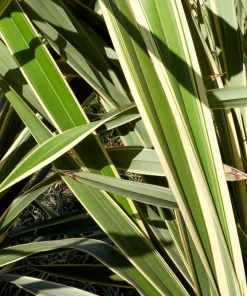 Variegated New Zealand Flax Seeds - Phormium Tenax Variegatum Ornamental Grass Seeds - 10 Seeds - Image 13