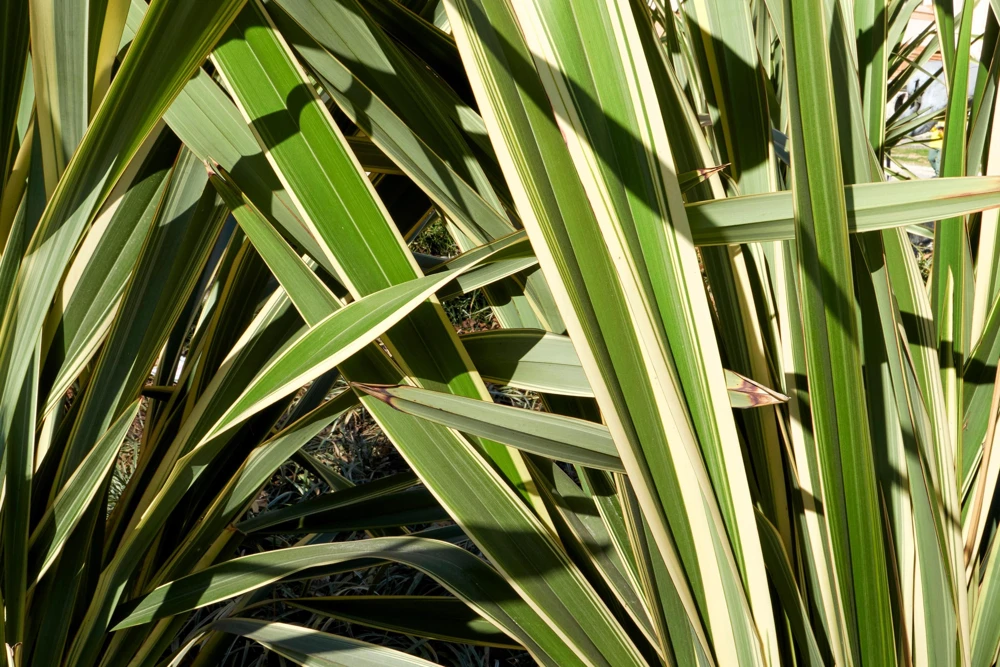 Variegated New Zealand Flax Seeds - Phormium Tenax Variegatum Ornamental Grass Seeds - 10 Seeds - Image 13