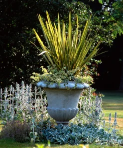 Variegated New Zealand Flax Seeds - Phormium Tenax Variegatum Ornamental Grass Seeds - 10 Seeds - Image 2