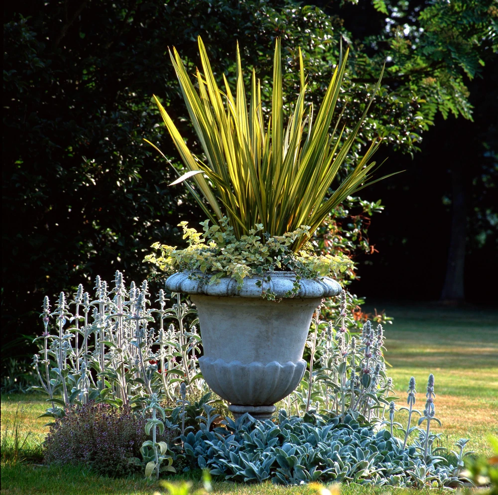 Variegated New Zealand Flax Seeds - Phormium Tenax Variegatum Ornamental Grass Seeds - 10 Seeds - Image 2