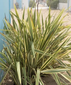 Variegated New Zealand Flax Seeds - Phormium Tenax Variegatum Ornamental Grass Seeds - 10 Seeds - Image 3