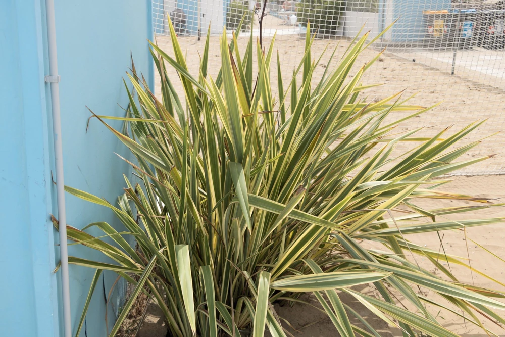 Variegated New Zealand Flax Seeds - Phormium Tenax Variegatum Ornamental Grass Seeds - 10 Seeds - Image 3