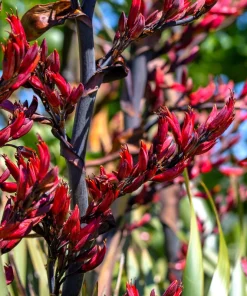 Variegated New Zealand Flax Seeds - Phormium Tenax Variegatum Ornamental Grass Seeds - 10 Seeds - Image 4
