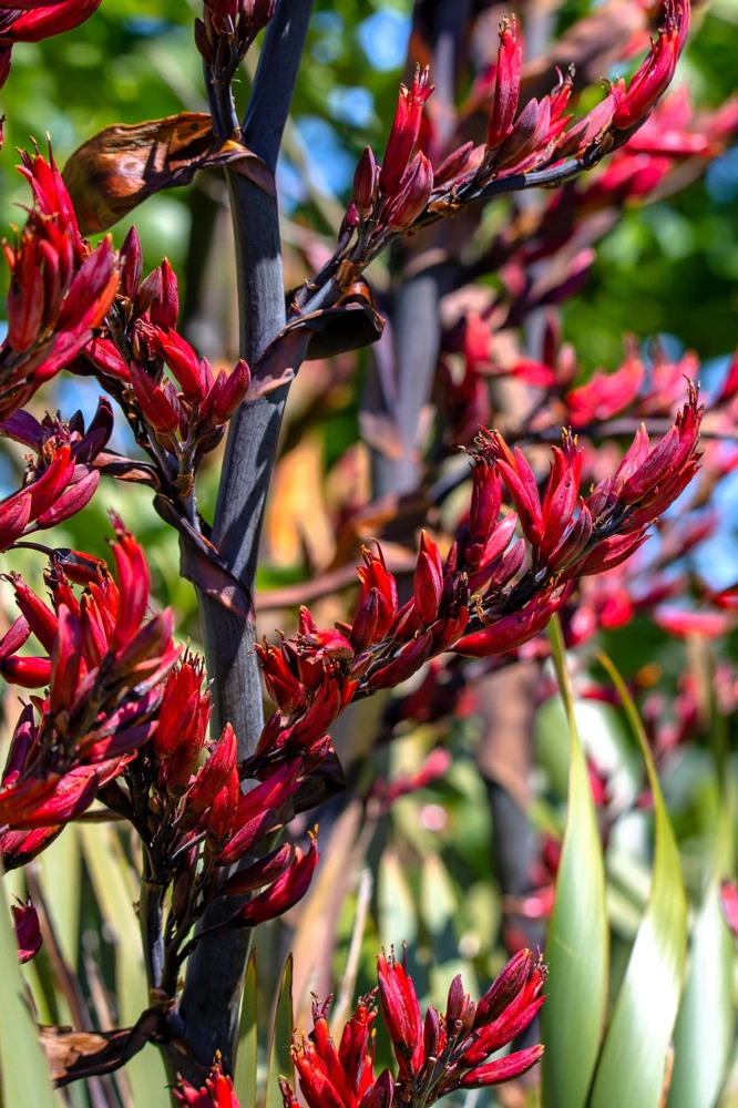 Variegated New Zealand Flax Seeds - Phormium Tenax Variegatum Ornamental Grass Seeds - 10 Seeds - Image 4