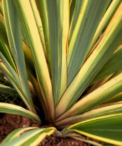 Variegated New Zealand Flax Seeds - Phormium Tenax Variegatum Ornamental Grass Seeds - 10 Seeds - Image 5