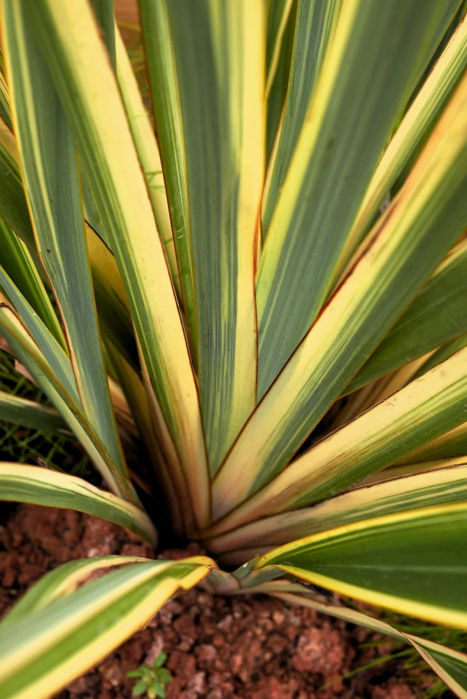 Variegated New Zealand Flax Seeds - Phormium Tenax Variegatum Ornamental Grass Seeds - 10 Seeds - Image 5