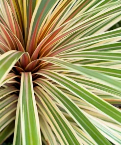 Variegated New Zealand Flax Seeds - Phormium Tenax Variegatum Ornamental Grass Seeds - 10 Seeds - Image 6