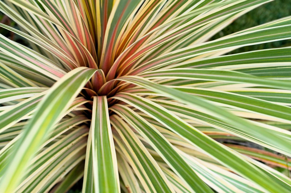 Variegated New Zealand Flax Seeds - Phormium Tenax Variegatum Ornamental Grass Seeds - 10 Seeds - Image 6