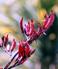 Variegated New Zealand Flax Seeds - Phormium Tenax Variegatum Ornamental Grass Seeds - 10 Seeds - Image 7