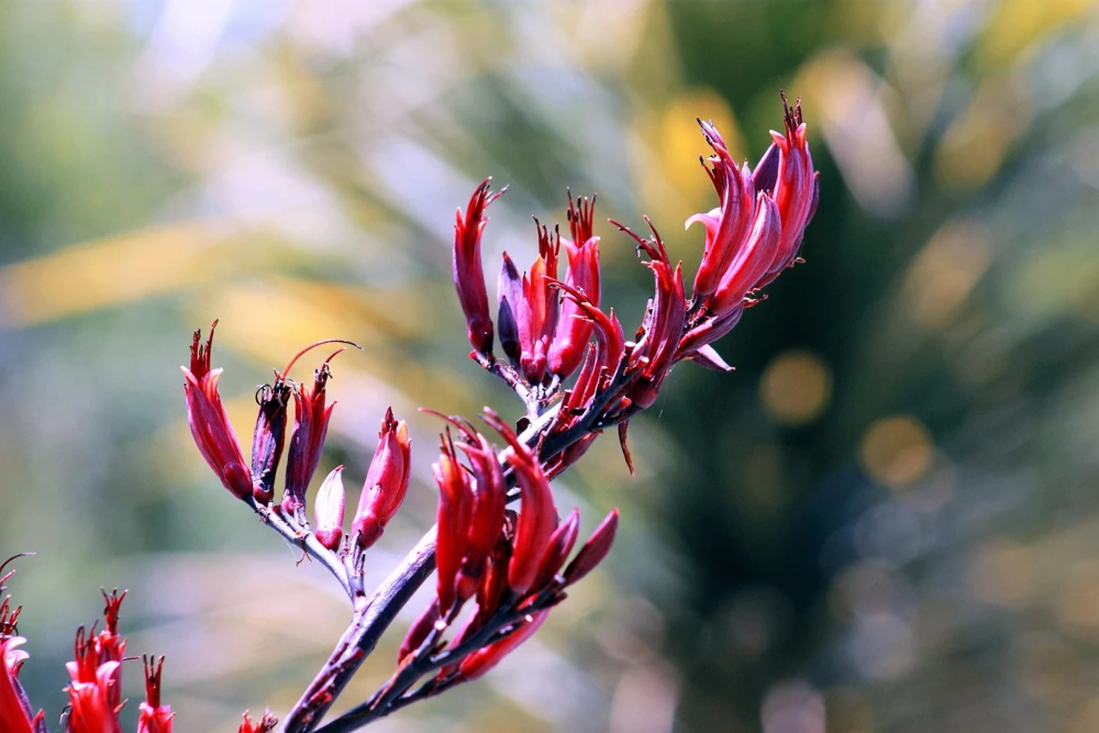 Variegated New Zealand Flax Seeds - Phormium Tenax Variegatum Ornamental Grass Seeds - 10 Seeds - Image 7