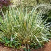 Variegated New Zealand Flax Seeds - Phormium Tenax Variegatum Ornamental Grass Seeds - 10 Seeds - Image 1