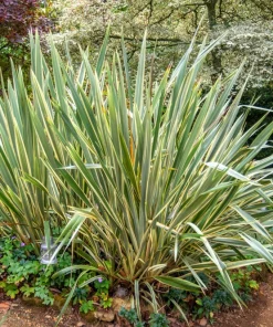 Variegated New Zealand Flax Seeds - Phormium Tenax Variegatum Ornamental Grass Seeds - 10 Seeds - Image 1