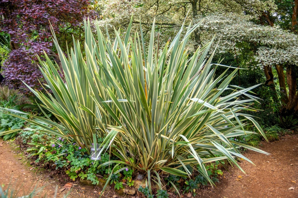 Variegated New Zealand Flax Seeds - Phormium Tenax Variegatum Ornamental Grass Seeds - 10 Seeds - Image 1