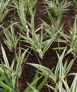 Variegated New Zealand Flax Seeds - Phormium Tenax Variegatum Ornamental Grass Seeds - 10 Seeds - Image 8