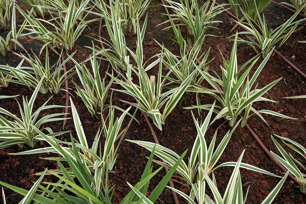 Variegated New Zealand Flax Seeds - Phormium Tenax Variegatum Ornamental Grass Seeds - 10 Seeds - Image 8