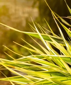 Variegated New Zealand Flax Seeds - Phormium Tenax Variegatum Ornamental Grass Seeds - 10 Seeds - Image 9