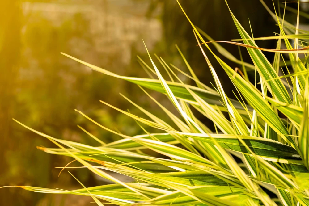 Variegated New Zealand Flax Seeds - Phormium Tenax Variegatum Ornamental Grass Seeds - 10 Seeds - Image 9