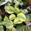 Variegated Peperomia obtusifolia Live Plant – Baby Rubber Plant Houseplant - Image 1