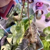 Variegated Philodendron Burle Marx Live Plant – Potted Houseplant - Image 1