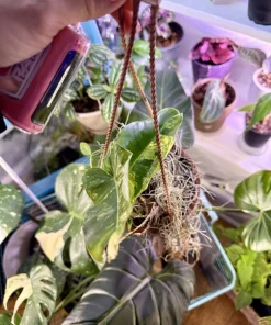 Variegated Philodendron Burle Marx Live Plant – Potted Houseplant - Image 1