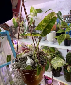 Variegated Philodendron Burle Marx Live Plant – Potted Houseplant - Image 3