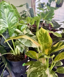 Variegated Philodendron Green Congo Nuclear Live Plant - Indoor Foliage - Image 2