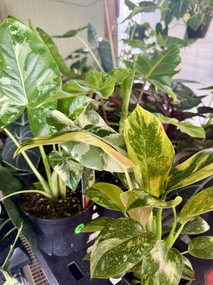 Variegated Philodendron Green Congo Nuclear Live Plant - Indoor Foliage - Image 2