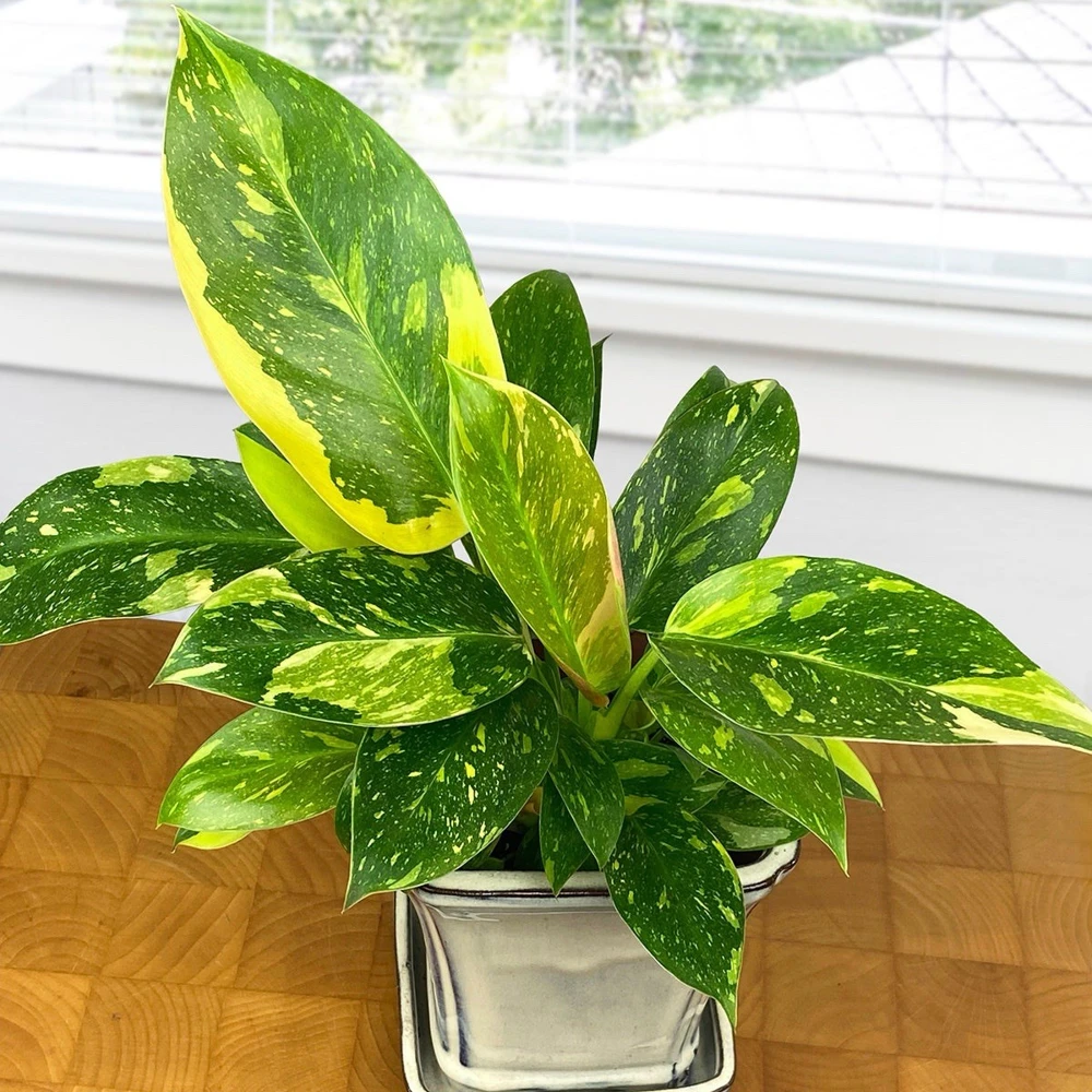 Variegated Philodendron Green Congo Nuclear Live Plant - Indoor Foliage - Image 1
