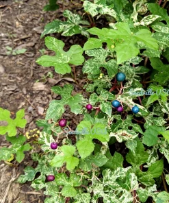 Variegated Porcelain Berry Vine Seeds - 10 Count - Ampelopsis Elegans - Image 10