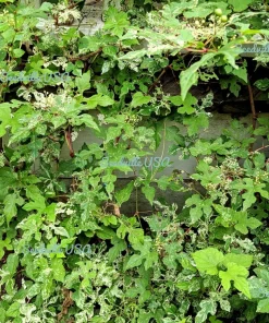 Variegated Porcelain Berry Vine Seeds - 10 Count - Ampelopsis Elegans - Image 11