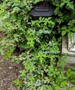 Variegated Porcelain Berry Vine Seeds - 10 Count - Ampelopsis Elegans - Image 12