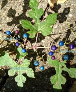 Variegated Porcelain Berry Vine Seeds - 10 Count - Ampelopsis Elegans - Image 13
