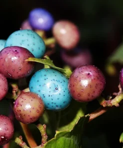 Variegated Porcelain Berry Vine Seeds - 10 Count - Ampelopsis Elegans - Image 4