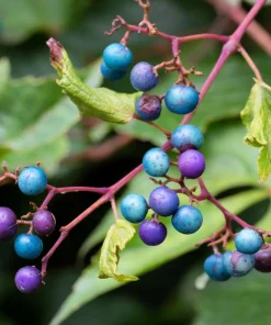 Variegated Porcelain Berry Vine Seeds - 10 Count - Ampelopsis Elegans - Image 5