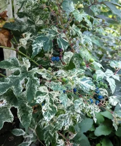 Variegated Porcelain Berry Vine Seeds - 10 Count - Ampelopsis Elegans - Image 6