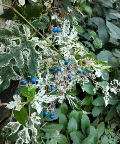 Variegated Porcelain Berry Vine Seeds - 10 Count - Ampelopsis Elegans - Image 7