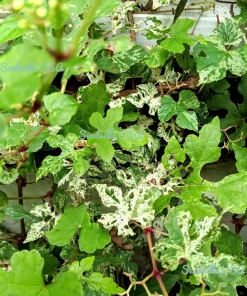 Variegated Porcelain Berry Vine Seeds - 10 Count - Ampelopsis Elegans - Image 8