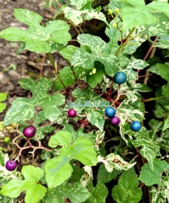 Variegated Porcelain Berry Vine Seeds - 10 Count - Ampelopsis Elegans - Image 9