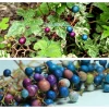 Variegated Porcelain Berry Vine Seeds - 10 Count - Ampelopsis Elegans - Image 1