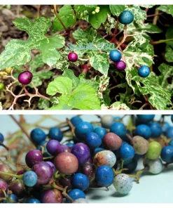 Variegated Porcelain Berry Vine Seeds - 10 Count - Ampelopsis Elegans - Image 1