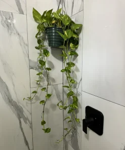 Variegated Pothos Live Plant – Hanging Basket – Easy Care Indoor Vine - Image 2