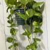 Variegated Pothos Live Plant – Hanging Basket – Easy Care Indoor Vine - Image 1
