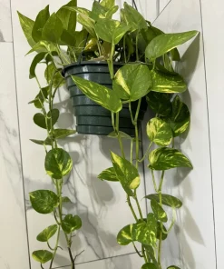 Variegated Pothos Live Plant – Hanging Basket – Easy Care Indoor Vine - Image 1