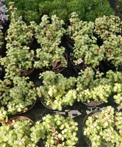 Variegated Rainbow Elephant Bush Live Plant – Portulacaria afra Variegata – 4in Pot – Indoor/Outdoor - Image 2