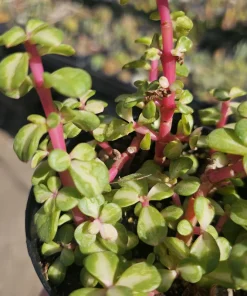 Variegated Rainbow Elephant Bush Live Plant – Portulacaria afra Variegata – 4in Pot – Indoor/Outdoor - Image 3