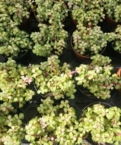 Variegated Rainbow Elephant Bush Live Plant – Portulacaria afra Variegata – 4in Pot – Indoor/Outdoor - Image 4