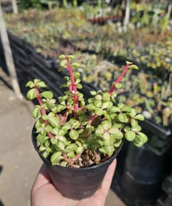 Variegated Rainbow Elephant Bush Live Plant – Portulacaria afra Variegata – 4in Pot – Indoor/Outdoor - Image 5