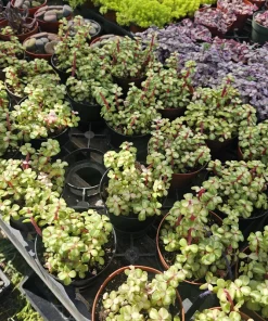 Variegated Rainbow Elephant Bush Live Plant – Portulacaria afra Variegata – 4in Pot – Indoor/Outdoor - Image 6