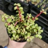 Variegated Rainbow Elephant Bush Live Plant – Portulacaria afra Variegata – 4in Pot – Indoor/Outdoor - Image 1