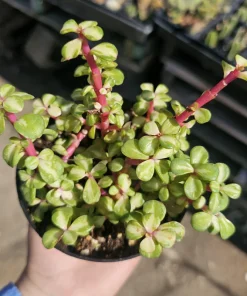 Variegated Rainbow Elephant Bush Live Plant – Portulacaria afra Variegata – 4in Pot – Indoor/Outdoor - Image 1